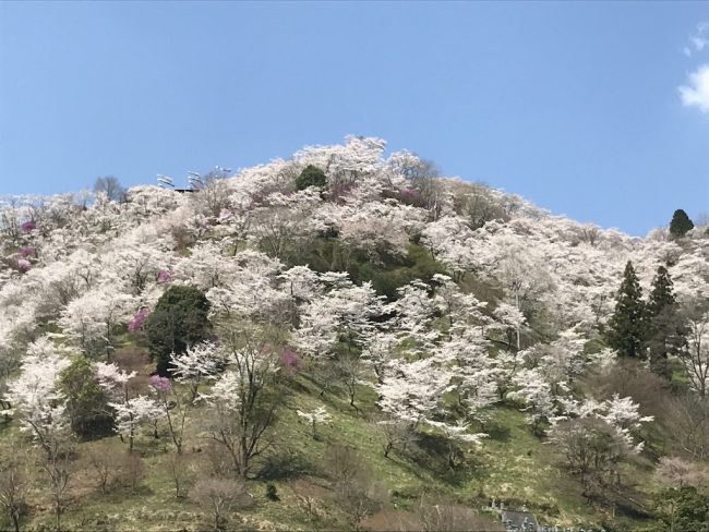 春ですね。畑仕事再開しています。